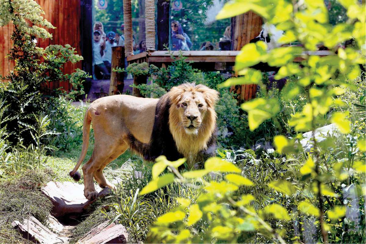 کشته شدن یکی از پرسنل پارک وحش اراک توسط «شیر»