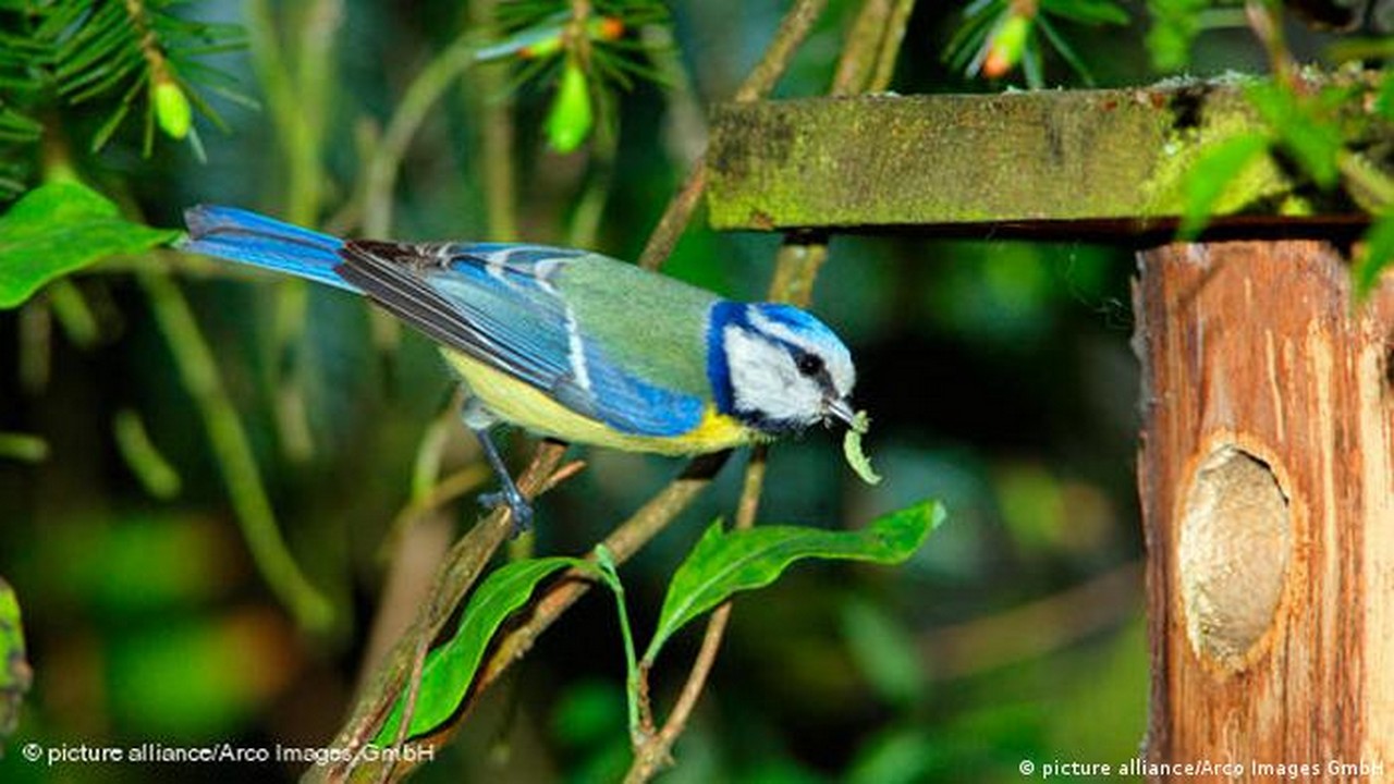 ۶ پرنده که تقریباً تمام عمر به جفت خود وفادار هستند را بشناسید + عکس