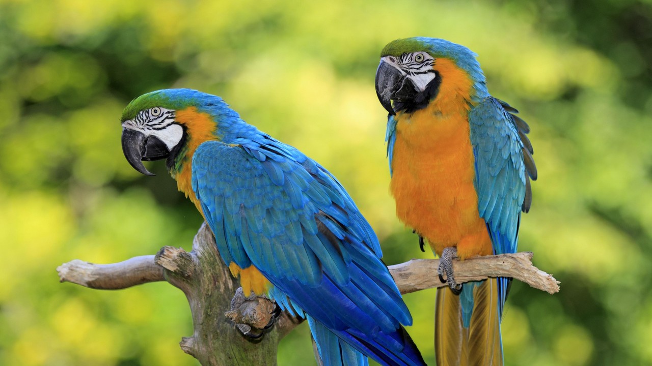 ۶ پرنده که تقریباً تمام عمر به جفت خود وفادار هستند را بشناسید + عکس