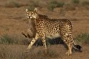 ۱۵۱ گونه جانوری ایران در خطر انقراض قرار دارد