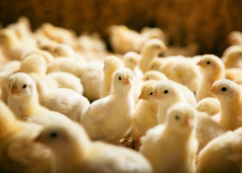 قیمت مرغ در بازار باید بین ٢۶ تا ٢٧ هزار تومان باشد