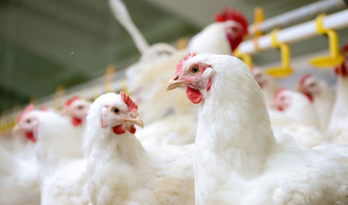 نامه مرغداران به وزیر برای افزایش ۲۰ درصدی قیمت مرغ