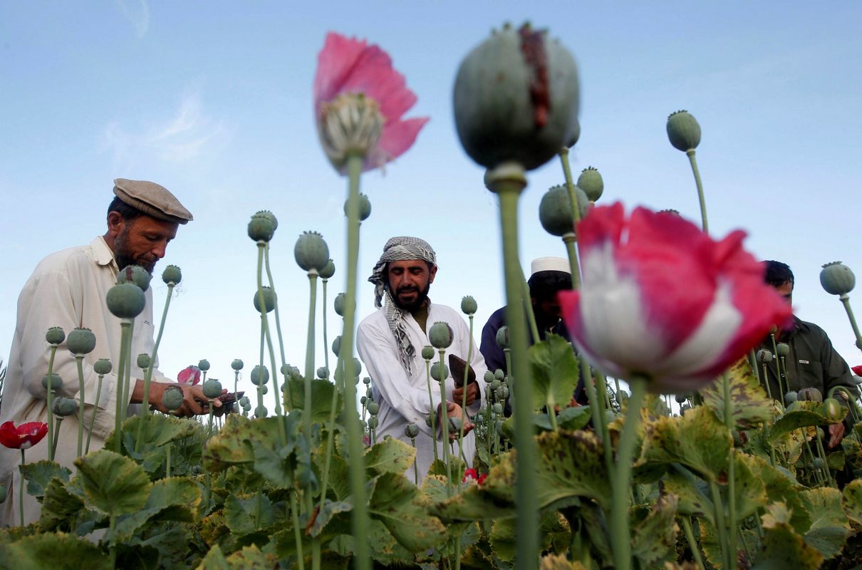 قیمت تریاک افغانستان گران شد؛ هر کیلو 90 تا 126 یورو