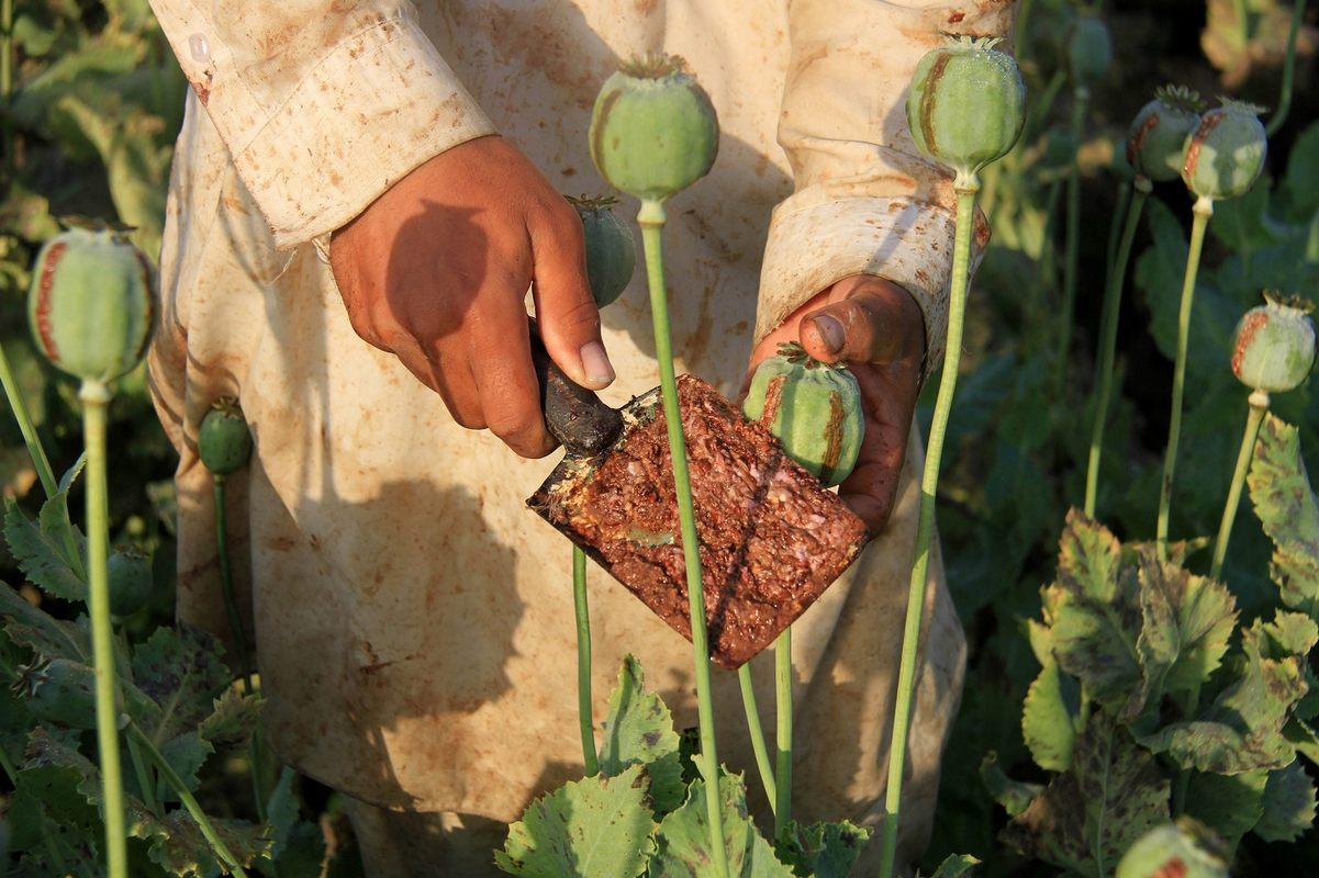 قیمت تریاک افغانستان گران شد؛ هر کیلو 90 تا 126 یورو