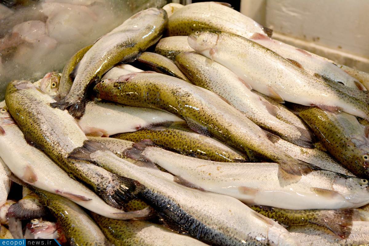 قیمت ماهی قزال آلا ۱۰۰ درصد گران شد