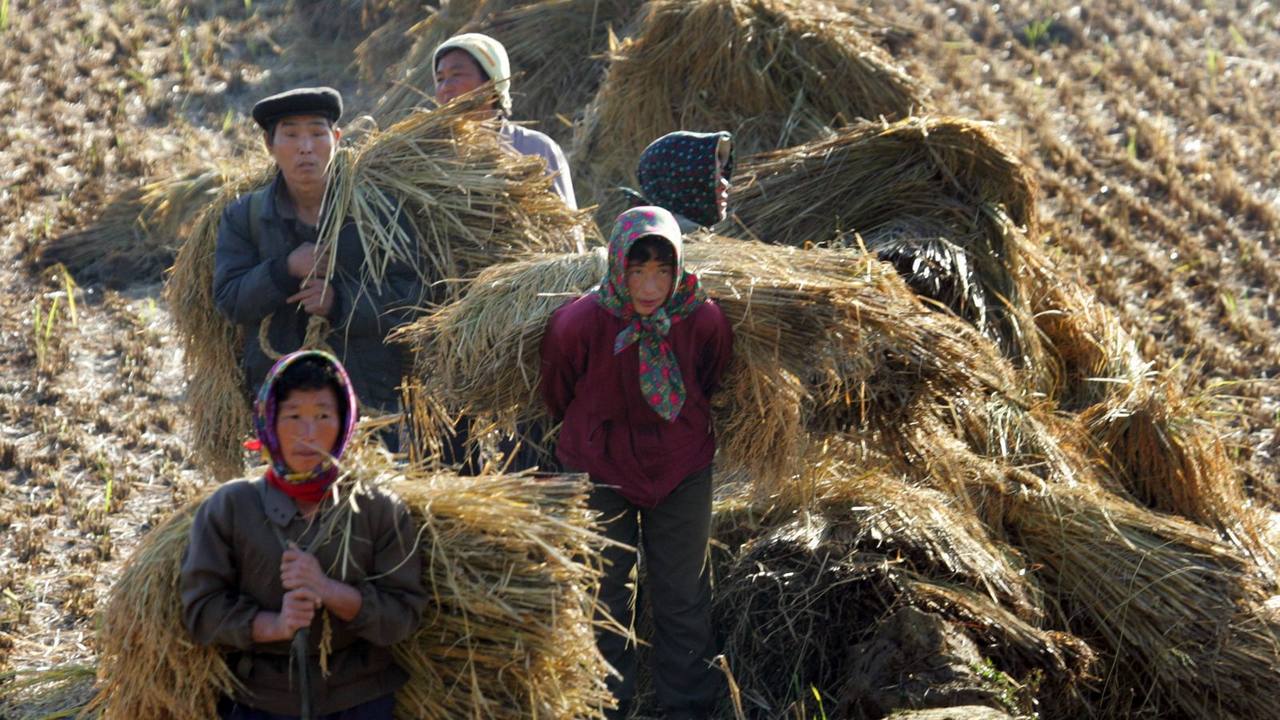 قحطی در کره شمالی؛ دستور «کیم جونگ اون» برای مراقبت از هر دانه برنج