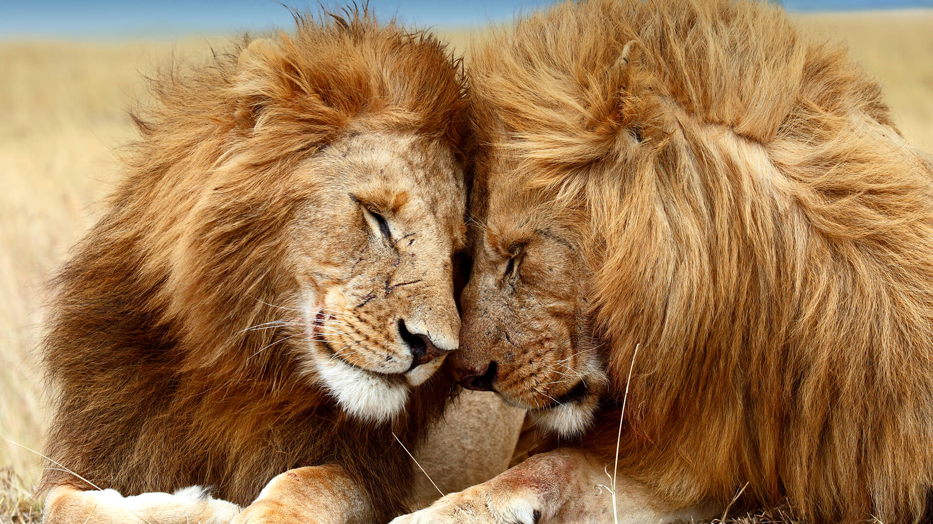 «هورمون عشق» شیر‌ها را مهربان‌ می‌کند