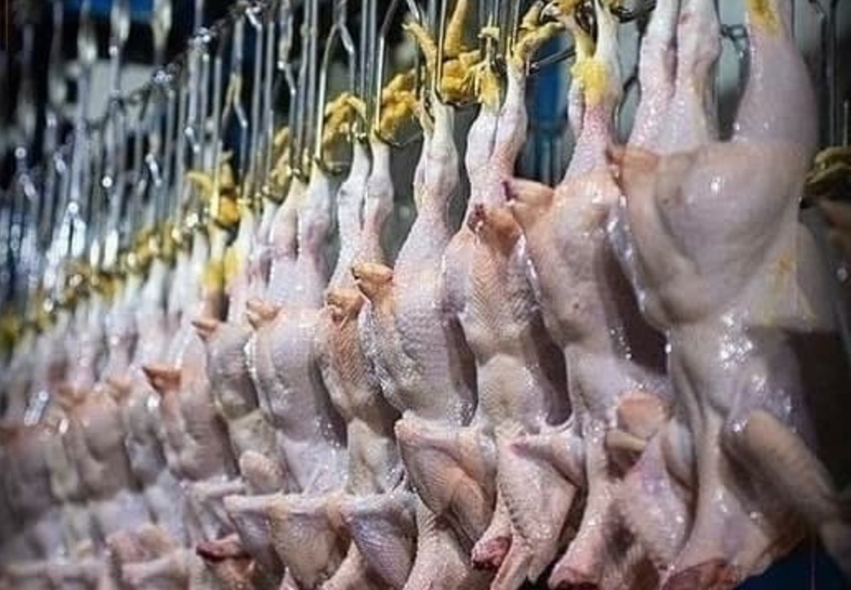 توزیع مرغ منجمد توجیهی ندارد/شرکت پشتیبانی مرغ‌های مازاد را خریداری کند