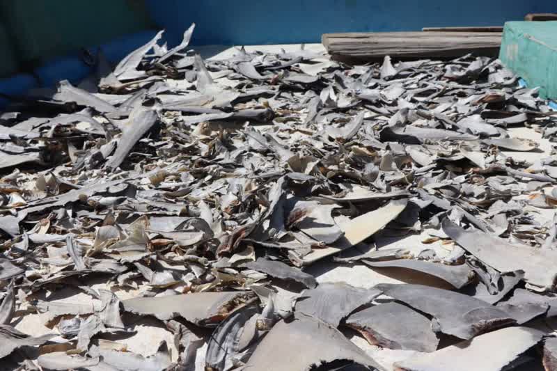 کشف محموله بزرگ قاچاق «باله کوسه ماهی» در آب‌های جزیره کیش + فیلم و عکس