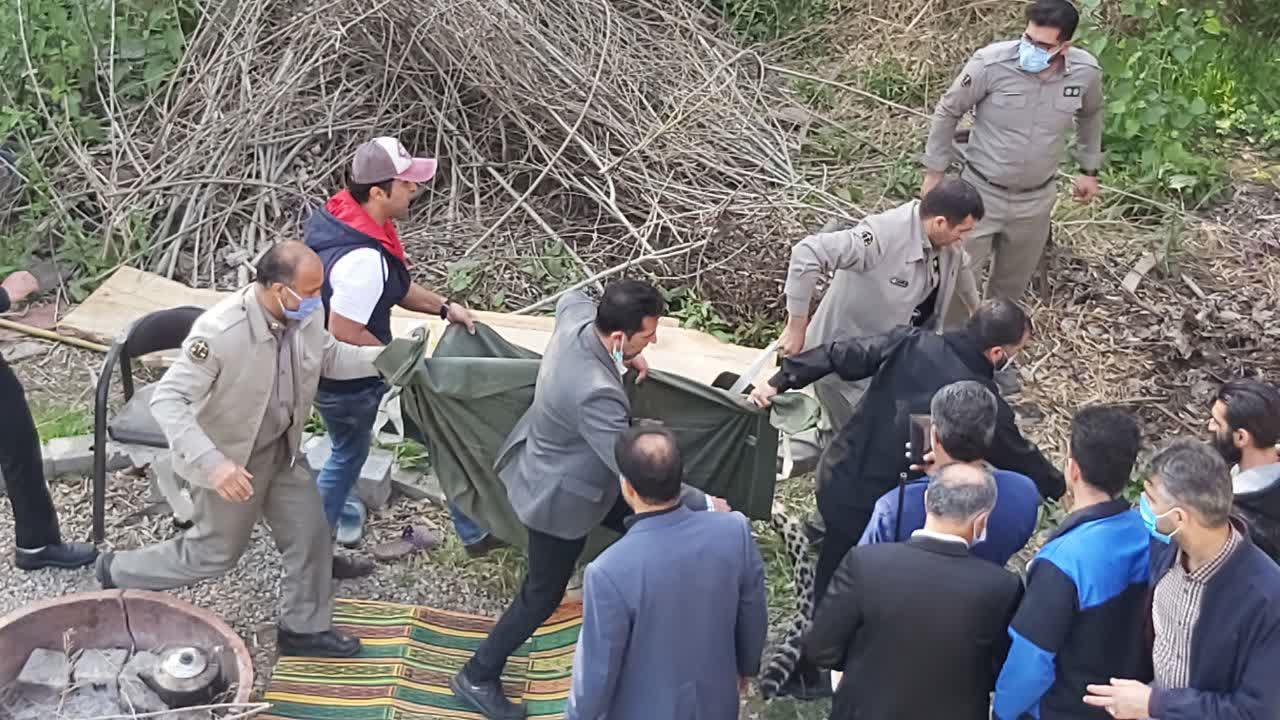 توضیحات محیط زیست مازندران درباره کشته شدن «پلنگ» در قائم شهر