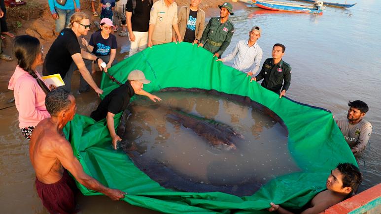بزرگترین ماهی آب شیرین دنیا در کامبوج صید شد + عکس