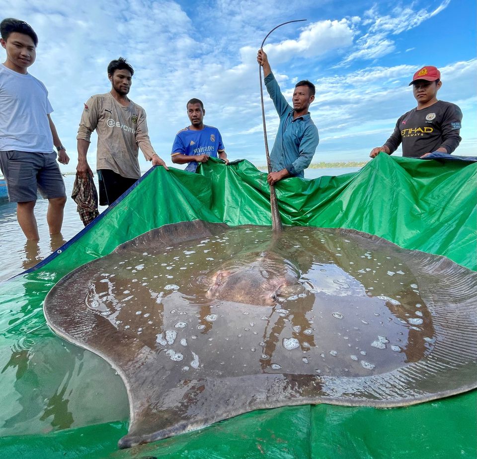 بزرگترین ماهی آب شیرین دنیا در کامبوج صید شد + عکس