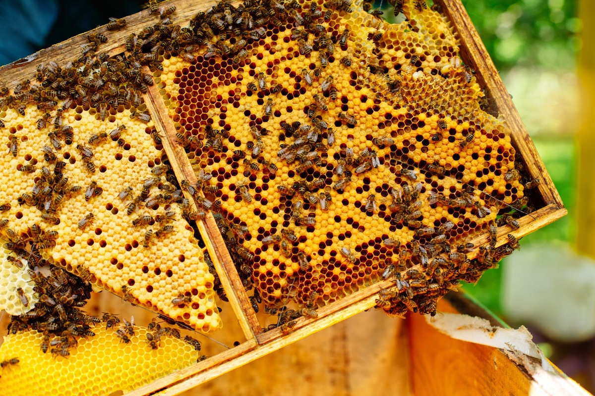 عسل؛ داروی شیرین/ آیا زنبور عسل خود را شفا می‌دهد؟
