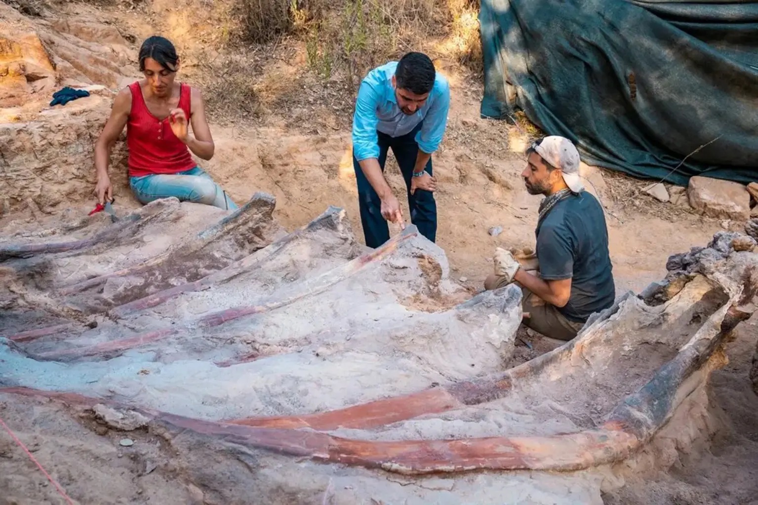 کشف بقایای یک دایناسور در حیاط یک خانه مسکونی