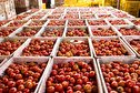 مبلغ عوارض جدید صادرات گوجه فرنگی و پیاز اعلام شد