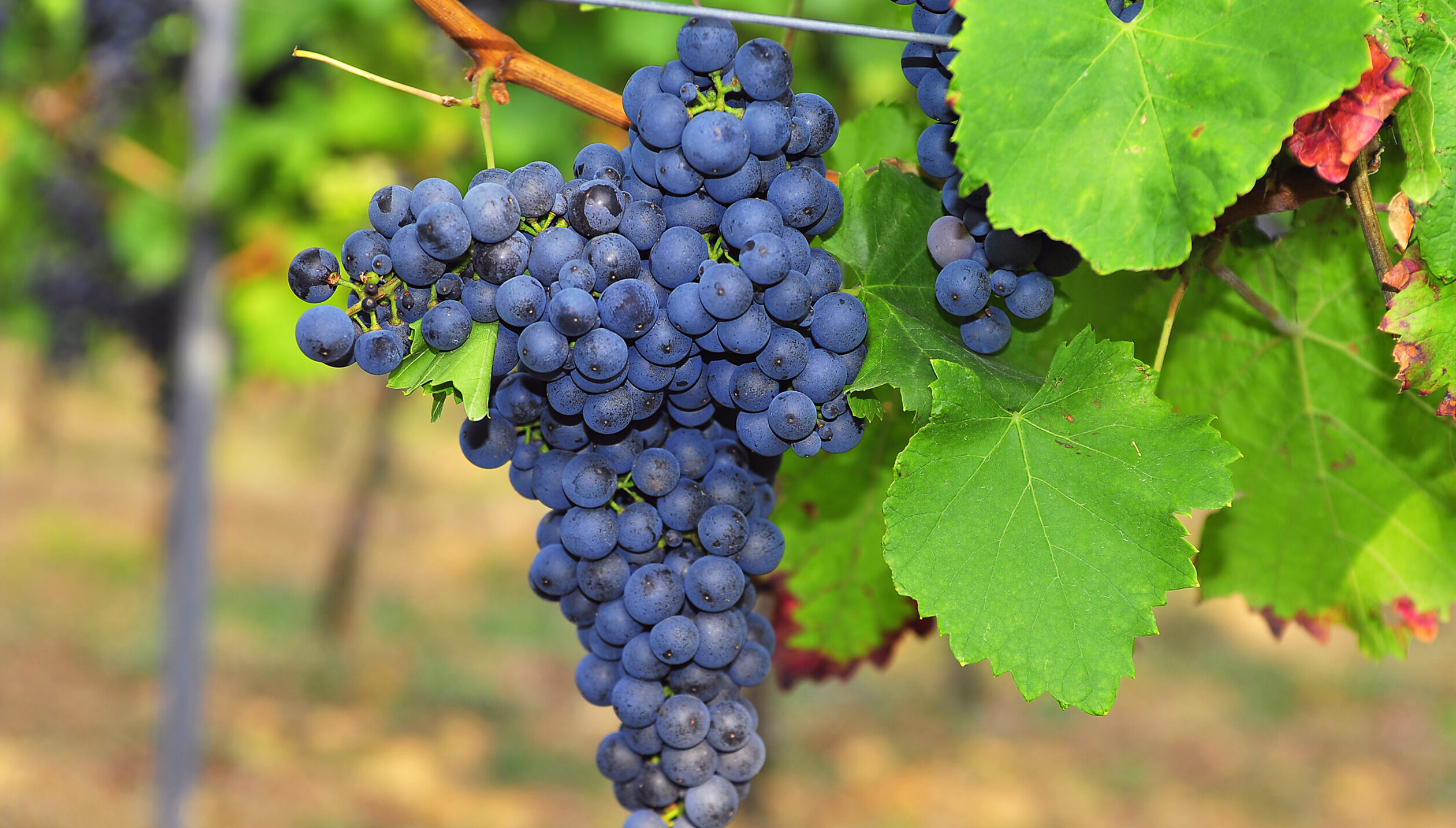 ایتالیا مقام اول در تولید شراب را از دست داد
